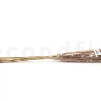 Dried Mini Pampa Natural (set of 15)