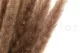 Dried Mini Pampa Natural (set of 15) 1