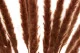 Dried Mini Pampa Terracotta (set of 15) 9