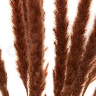 Dried Mini Pampa Terracotta (set of 15)
