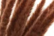 Dried Mini Pampa Terracotta (set of 15) 1