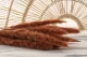 Dried Mini Pampa Terracotta (set of 15) 3