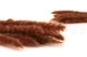 Dried Mini Pampa Terracotta (set of 15) 6