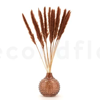 Dried Mini Pampa Terracotta (set of 15)