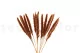 Dried Mini Pampa Terracotta (set of 15) 10