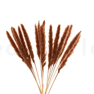 Dried Mini Pampa Terracotta (set of 15)