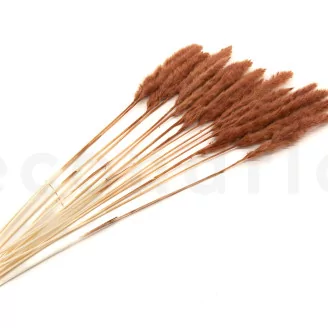Dried Mini Pampa Terracotta (set of 15)