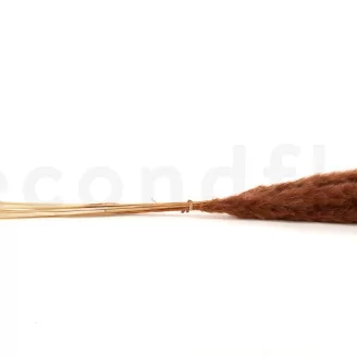 Dried Mini Pampa Terracotta (set of 15)