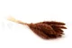 Dried Mini Pampa Terracotta (set of 15) 8