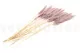 Dried Mini Pampa Lilac (set of 15) 5