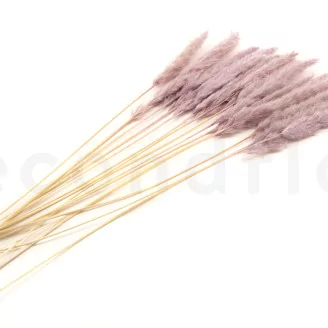 Dried Mini Pampa Lilac (set of 15)