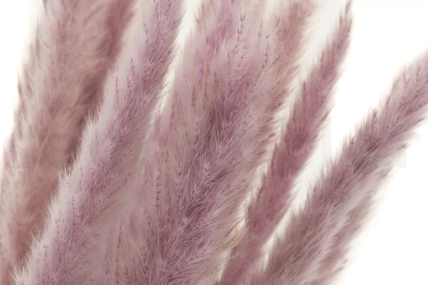 Dried Mini Pampa Lilac (set of 15)
