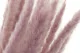 Dried Mini Pampa Lilac (set of 15) 1