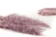 Dried Mini Pampa Lilac (set of 15) 6