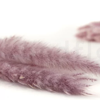 Dried Mini Pampa Lilac (set of 15)