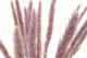 Dried Mini Pampa Lilac (set of 15) 9