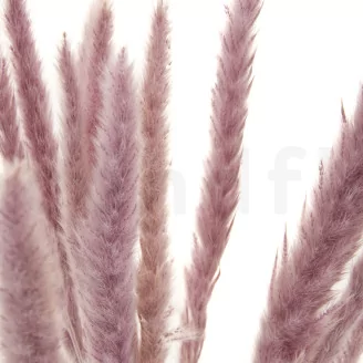 Dried Mini Pampa Lilac (set of 15)