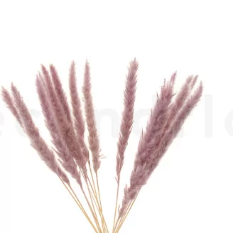 Dried Mini Pampa Lilac (set of 15)