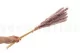 Dried Mini Pampa Lilac (set of 15) 2