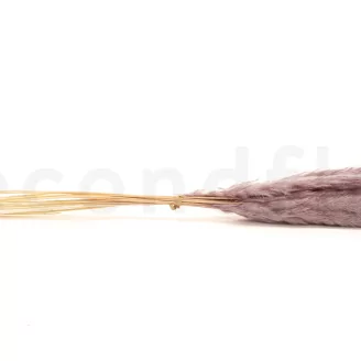Dried Mini Pampa Lilac (set of 15)