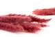 Dried Mini Pampa Magenta (set of 15) 6