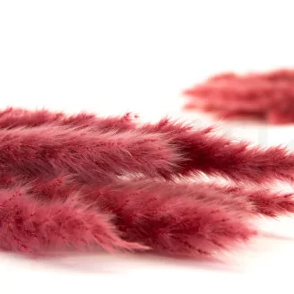 Dried Mini Pampa Magenta (set of 15)