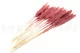 Dried Mini Pampa Magenta (set of 15) 5