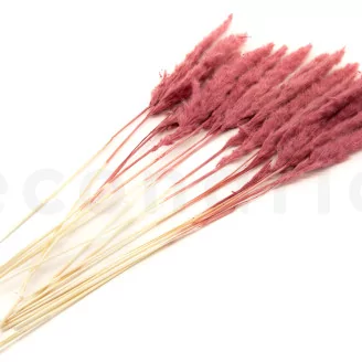 Dried Mini Pampa Magenta (set of 15)