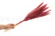 Dried Mini Pampa Magenta (set of 15) 2