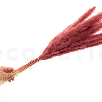 Dried Mini Pampa Magenta (set of 15)