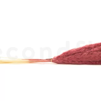 Dried Mini Pampa Magenta (set of 15)