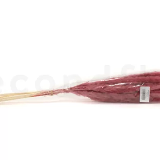 Dried Mini Pampa Magenta (set of 15)