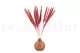 Dried Mini Pampa Magenta (set of 15) 7