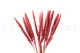 Dried Mini Pampa Magenta (set of 15) 9