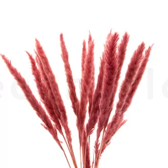 Dried Mini Pampa Magenta (set of 15)