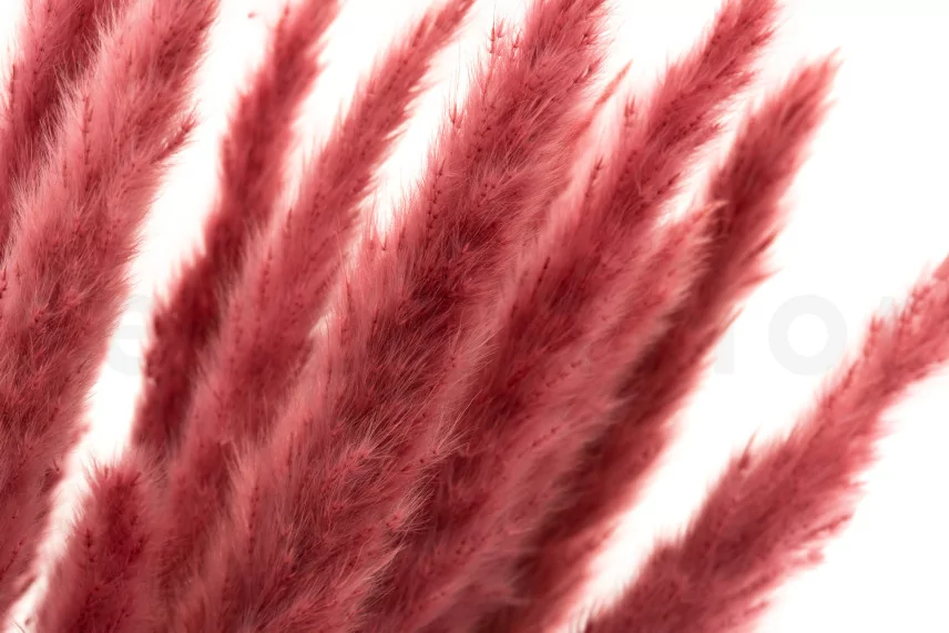 Dried Mini Pampa Magenta (set of 15)