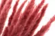 Dried Mini Pampa Magenta (set of 15) 1