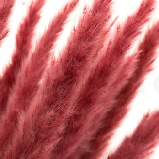 Dried Mini Pampa Magenta (set of 15)