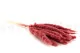 Dried Mini Pampa Magenta (set of 15) 8