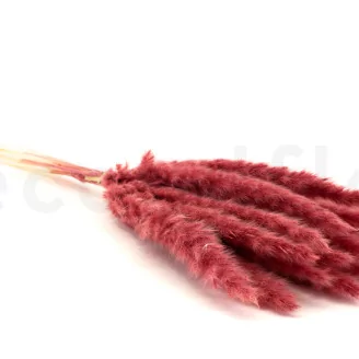 Dried Mini Pampa Magenta (set of 15)