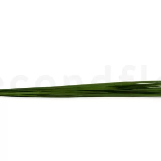 Preserved Miscanthus
