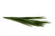 Preserved Miscanthus 6