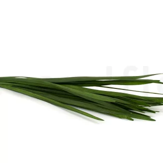 Preserved Miscanthus