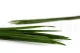 Preserved Miscanthus 3
