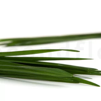 Preserved Miscanthus