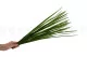 Preserved Miscanthus 5