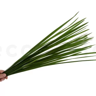 Preserved Miscanthus