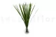 Preserved Miscanthus 7
