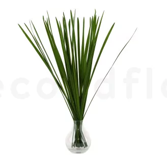 Preserved Miscanthus