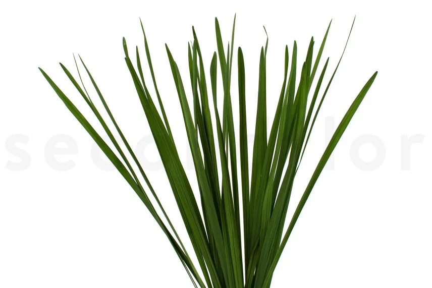Preserved Miscanthus